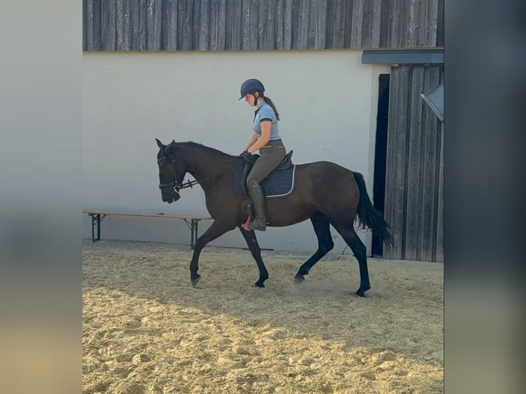 PRE Stute 4 Jahre 155 cm Rappe in Daleiden