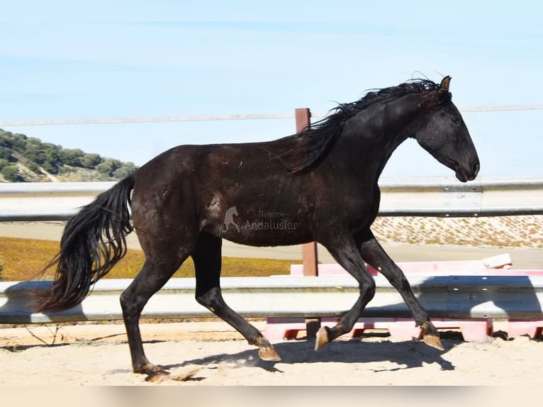 PRE Stute 4 Jahre 155 cm Rappe in Miralvalles