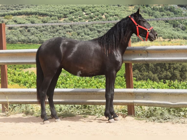 PRE Stute 4 Jahre 155 cm Rappe in Miralvalles