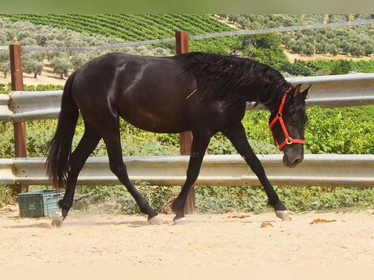PRE Stute 4 Jahre 155 cm Rappe in Miralvalles