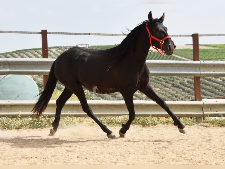 PRE Stute 4 Jahre 155 cm Rappe in Miralvalles