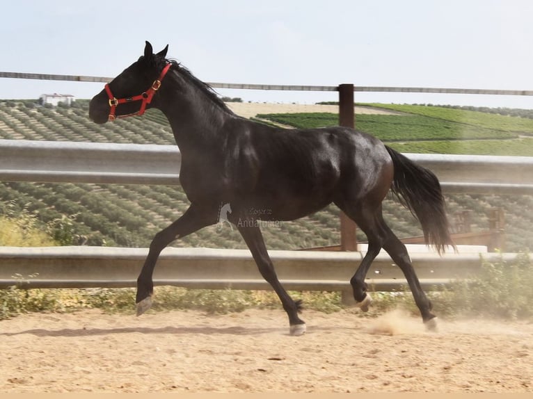PRE Stute 4 Jahre 155 cm Rappe in Miralvalles