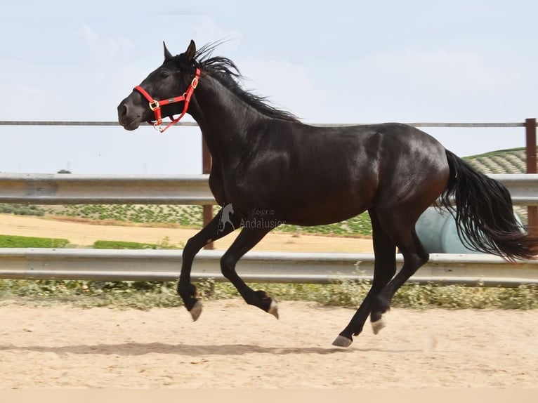 PRE Stute 4 Jahre 155 cm Rappe in Miralvalles