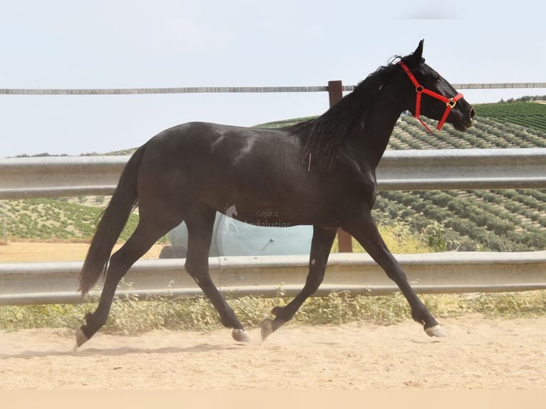PRE Stute 4 Jahre 155 cm Rappe in Miralvalles