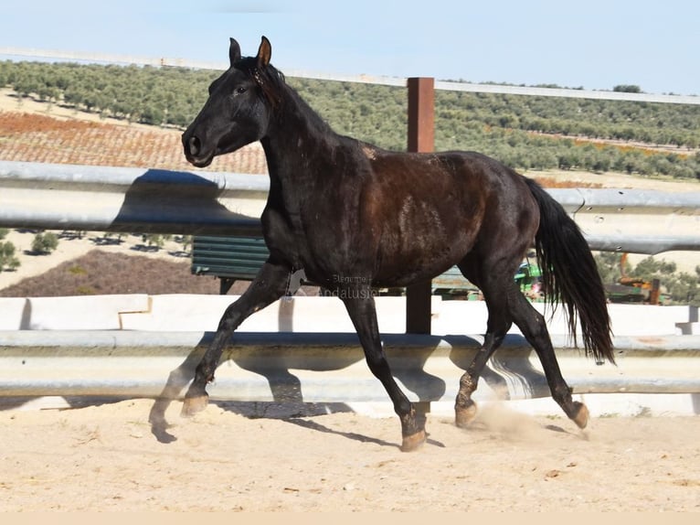 PRE Stute 4 Jahre 155 cm Rappe in Miralvalles