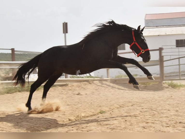PRE Stute 4 Jahre 155 cm Rappe in Miralvalles