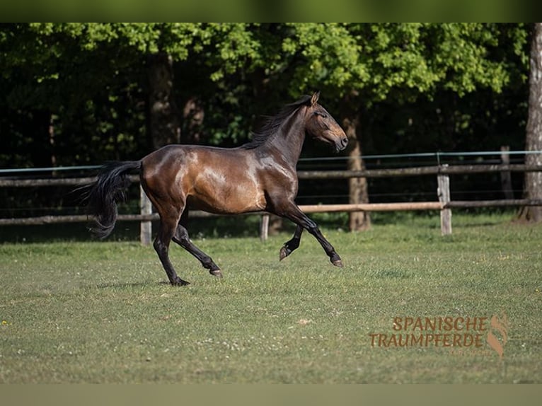 PRE Stute 4 Jahre 156 cm Brauner in Traventhal