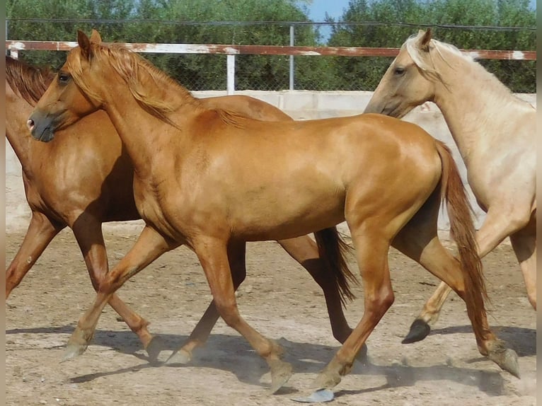 PRE Stute 4 Jahre 156 cm Fuchs in Rafelguaraf