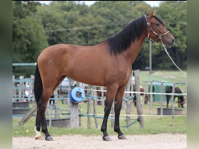 PRE Stute 4 Jahre 157 cm Brauner in Savigny-le-Temple