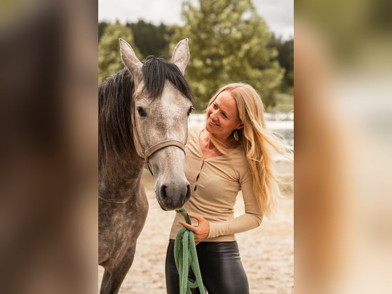 PRE Stute 4 Jahre 157 cm Braunfalbschimmel in Lochen am See