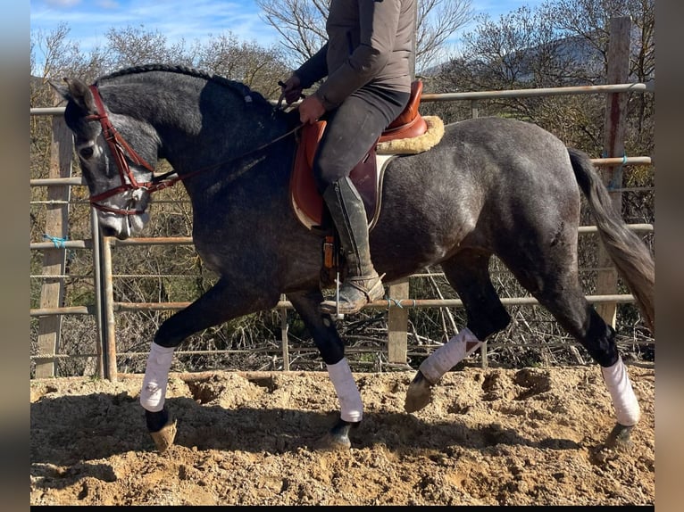 PRE Mix Stute 4 Jahre 158 cm Apfelschimmel in Martfeld