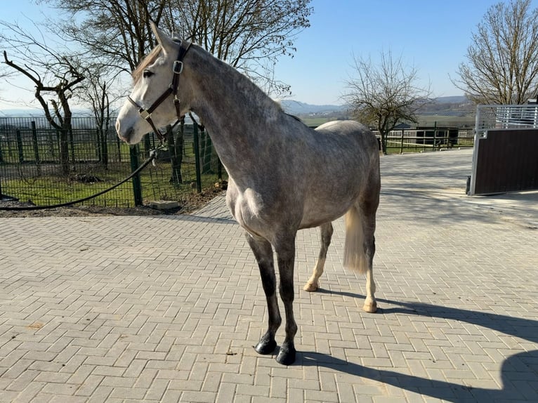 PRE Stute 4 Jahre 158 cm Apfelschimmel in Elbtal
