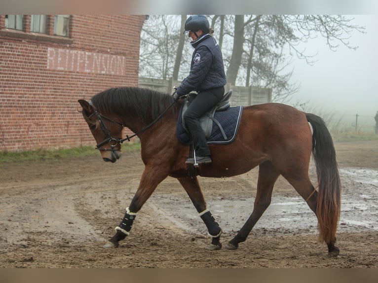 PRE Mix Stute 4 Jahre 158 cm Brauner in Wremen