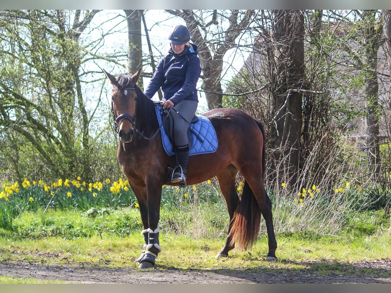 PRE Stute 4 Jahre 158 cm Brauner in Wremen