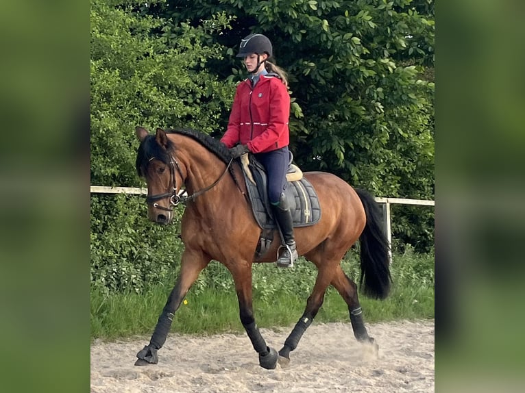 PRE Mix Stute 4 Jahre 158 cm Brauner in Wegberg