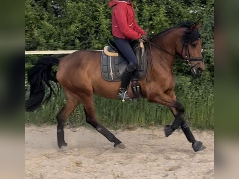 PRE Mix Stute 4 Jahre 158 cm Brauner in Wegberg