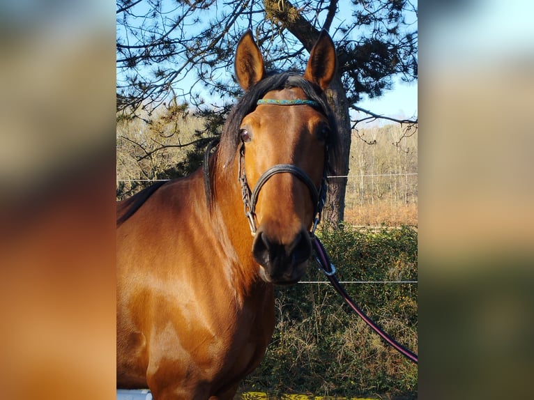 PRE Mix Stute 4 Jahre 158 cm Brauner in Wegberg