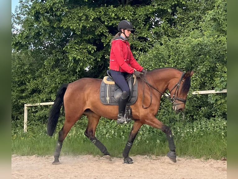 PRE Mix Stute 4 Jahre 158 cm Brauner in Wegberg