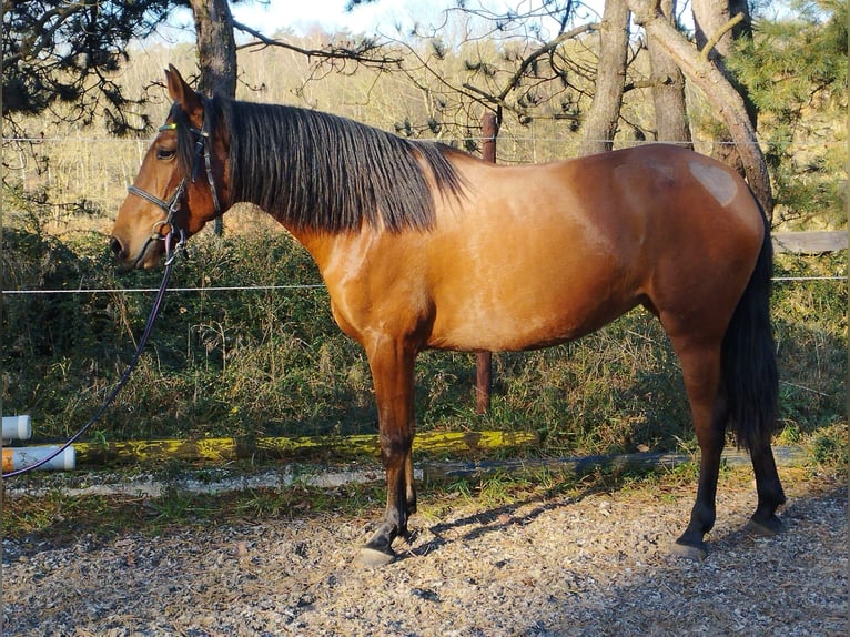 PRE Mix Stute 4 Jahre 158 cm Brauner in Wegberg