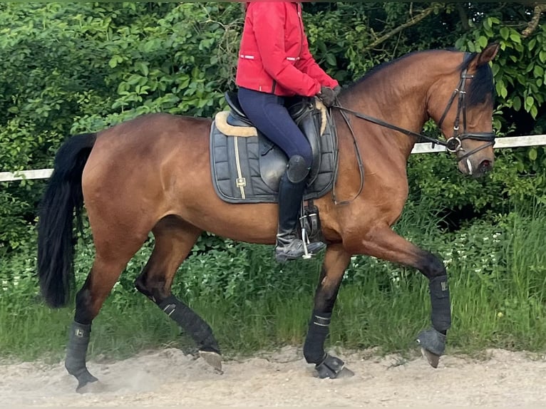 PRE Mix Stute 4 Jahre 158 cm Brauner in Wegberg