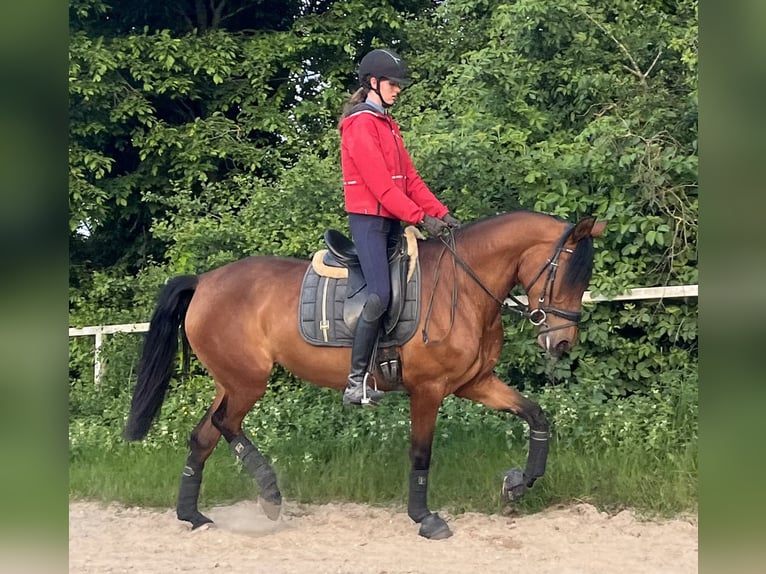 PRE Mix Stute 4 Jahre 158 cm Brauner in Wegberg