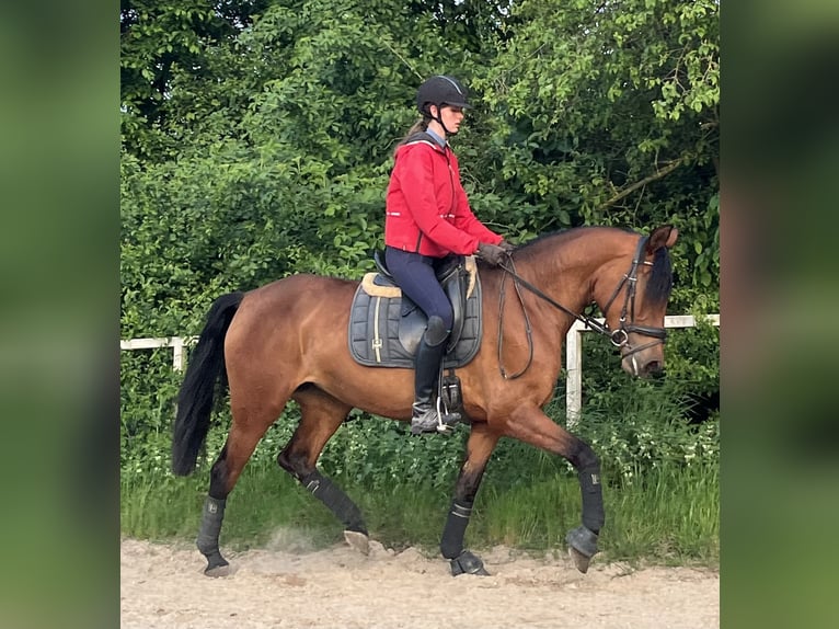 PRE Mix Stute 4 Jahre 158 cm Brauner in Wegberg