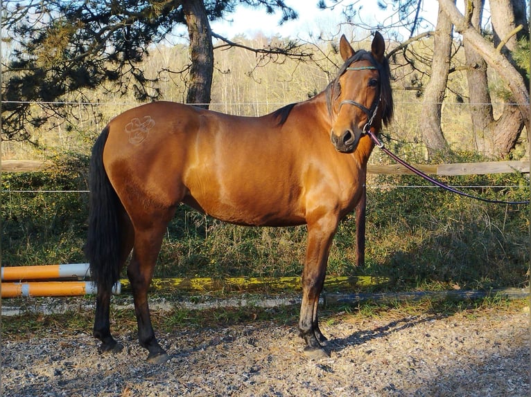 PRE Mix Stute 4 Jahre 158 cm Brauner in Wegberg