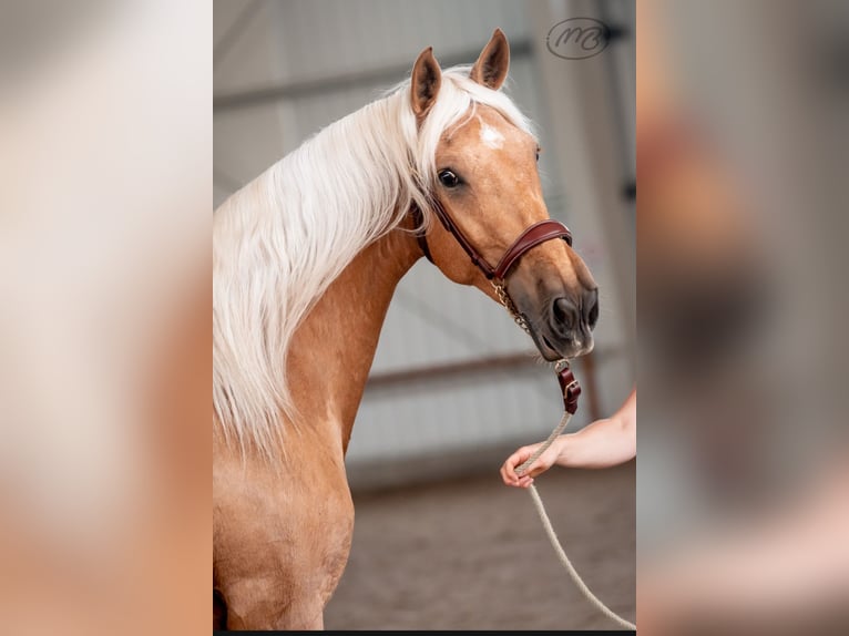 PRE Stute 4 Jahre 158 cm Palomino in Tren&#x10D;ianska Tepl&#xE1;