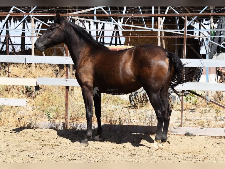 PRE Mix Stute 4 Jahre 158 cm Rappe in Provinz Granada