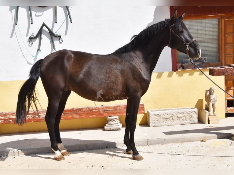 PRE Mix Stute 4 Jahre 158 cm Rappe in Provinz Granada
