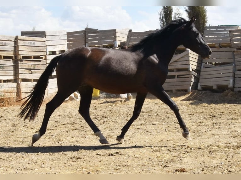 PRE Mix Stute 4 Jahre 158 cm Rappe in Provinz Granada