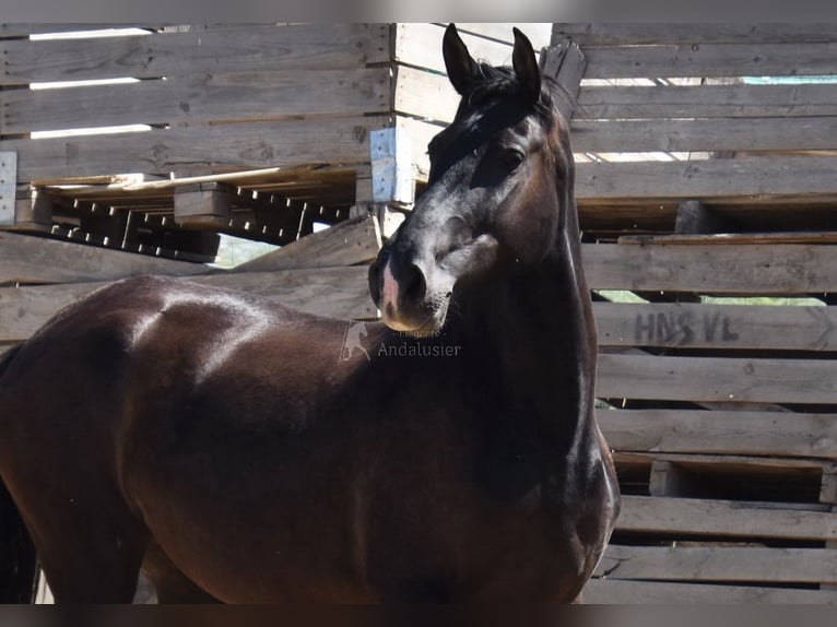 PRE Mix Stute 4 Jahre 158 cm Rappe in Provinz Granada