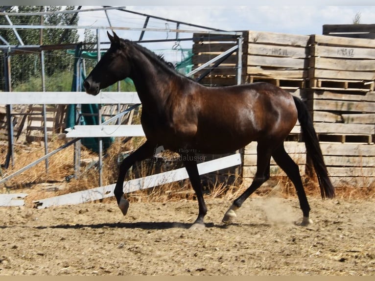 PRE Mix Stute 4 Jahre 158 cm Rappe in Provinz Granada