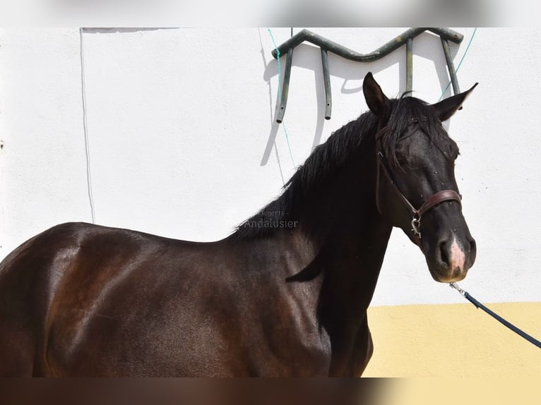 PRE Mix Stute 4 Jahre 158 cm Rappe in Provinz Granada