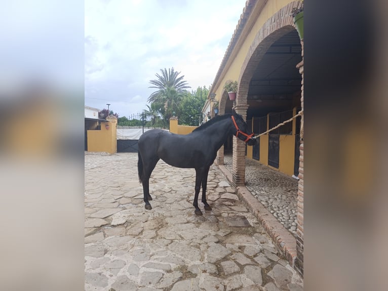 PRE Stute 4 Jahre 158 cm Rappe in Camino Real (Casabermeja)