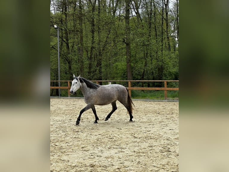 PRE Mix Stute 4 Jahre 158 cm Schimmel in Leichlingen