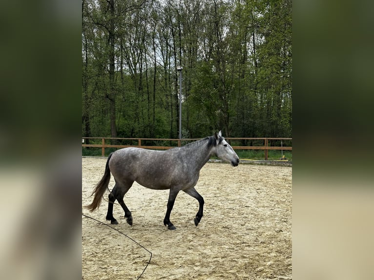 PRE Mix Stute 4 Jahre 158 cm Schimmel in Leichlingen