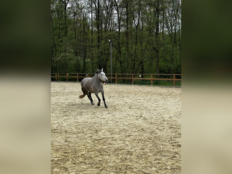 PRE Mix Stute 4 Jahre 158 cm Schimmel in Leichlingen