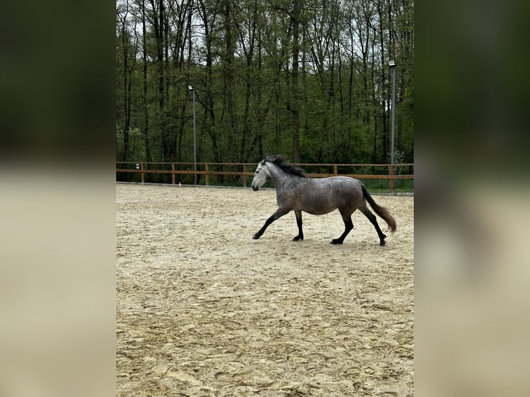 PRE Mix Stute 4 Jahre 158 cm Schimmel in Leichlingen