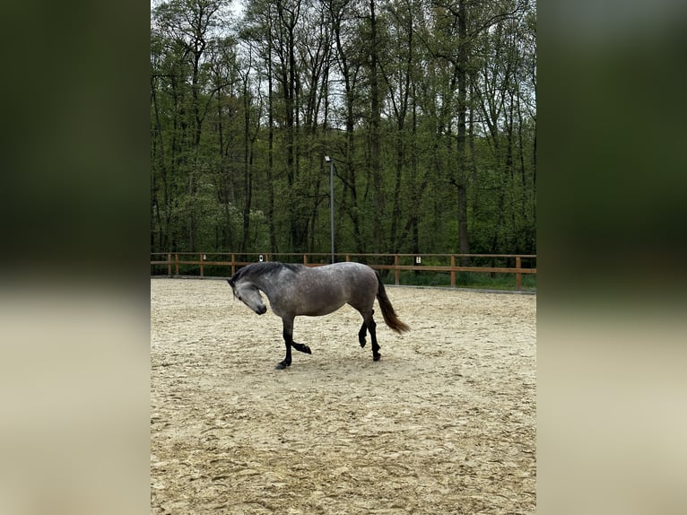 PRE Mix Stute 4 Jahre 158 cm Schimmel in Leichlingen