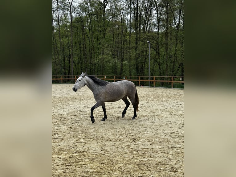 PRE Mix Stute 4 Jahre 158 cm Schimmel in Leichlingen