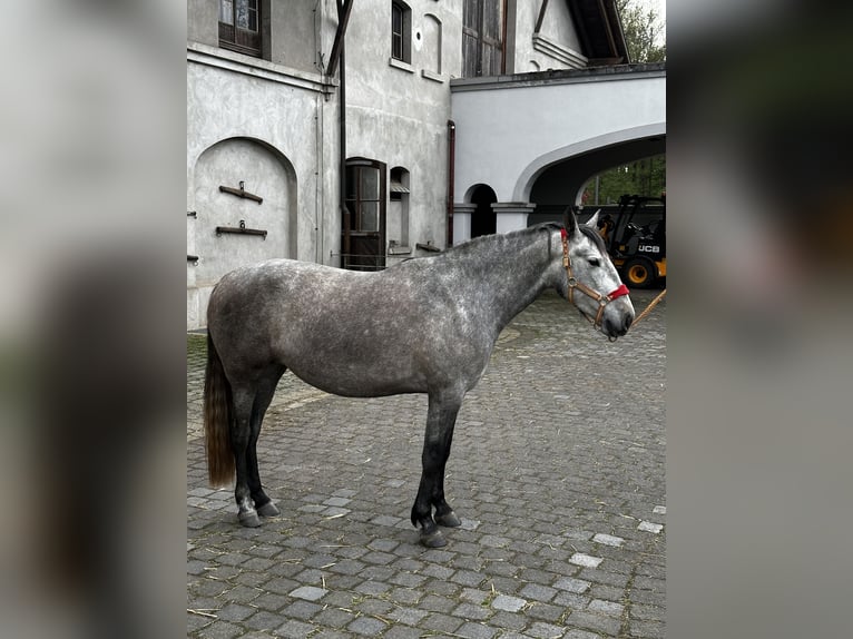 PRE Mix Stute 4 Jahre 158 cm Schimmel in Leichlingen