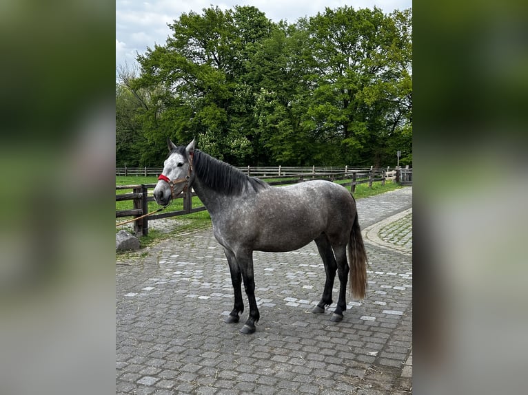 PRE Mix Stute 4 Jahre 158 cm Schimmel in Leichlingen