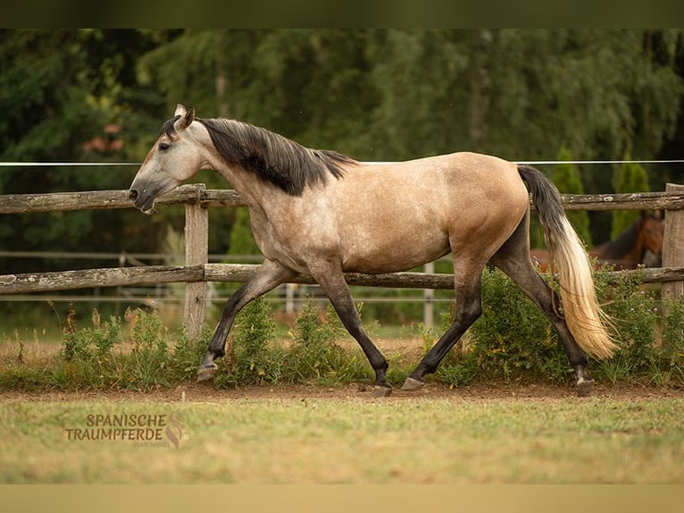 PRE Stute 4 Jahre 158 cm Schimmel in Traventhal
