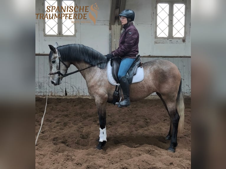 PRE Mix Stute 4 Jahre 158 cm Schimmel in Traventhal