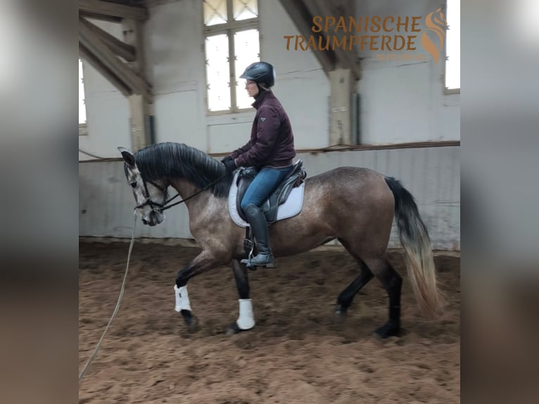 PRE Mix Stute 4 Jahre 158 cm Schimmel in Traventhal