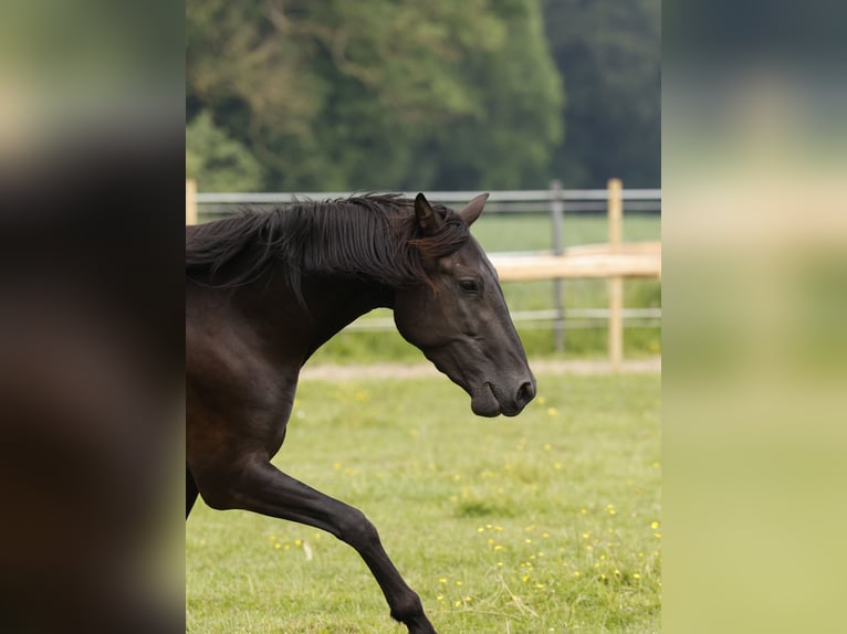 PRE Stute 4 Jahre 158 cm in Rödinghausen