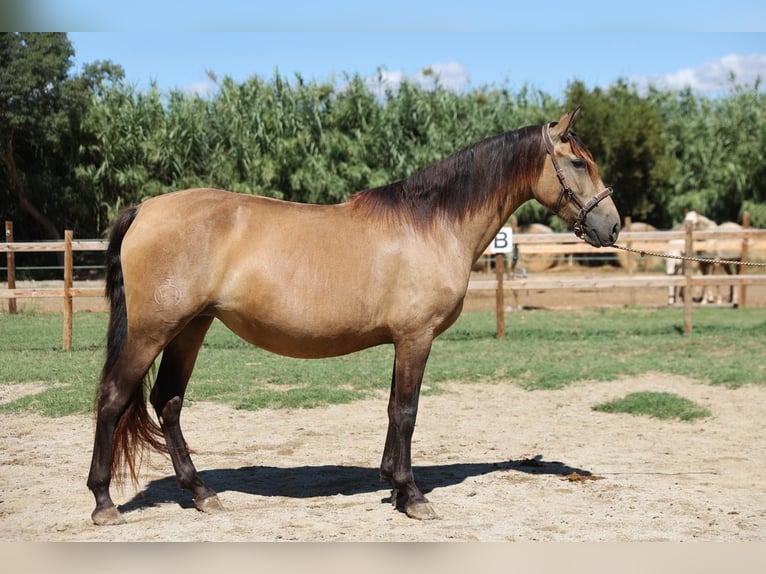 PRE Mix Stute 4 Jahre 159 cm Falbe in Pedret i Marz&#xE1;  ( Girona )