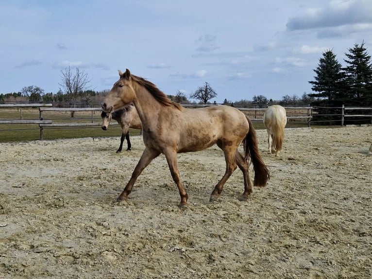 PRE Stute 4 Jahre 159 cm Pearl in Balingen