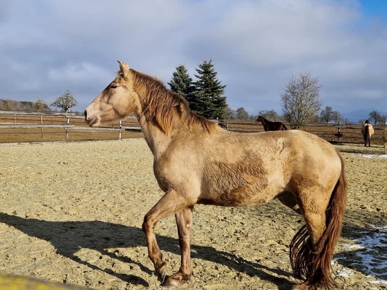 PRE Stute 4 Jahre 159 cm Pearl in Balingen